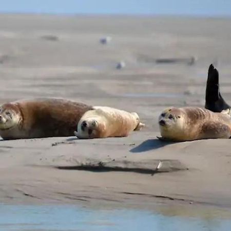Gite Escale Oceania En Baie De Somme A Ault, 50M De La Mer Екстер'єр фото