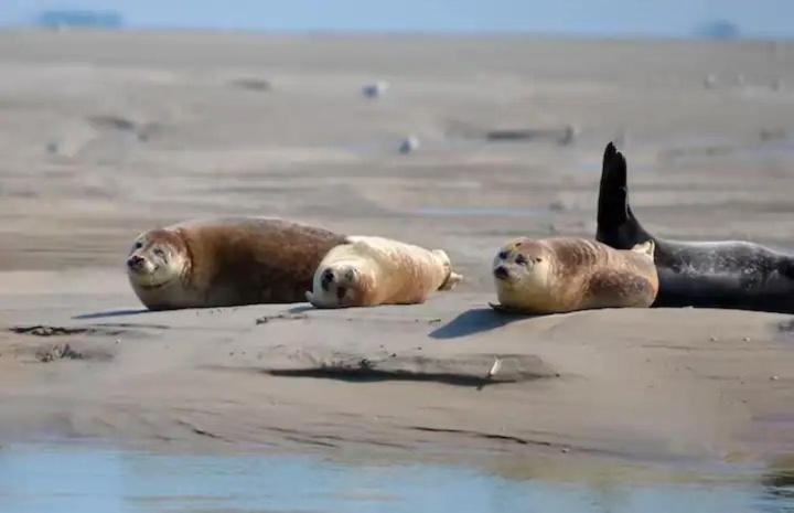 Gite Escale Oceania En Baie De Somme A Ault, 50M De La Mer Екстер'єр фото